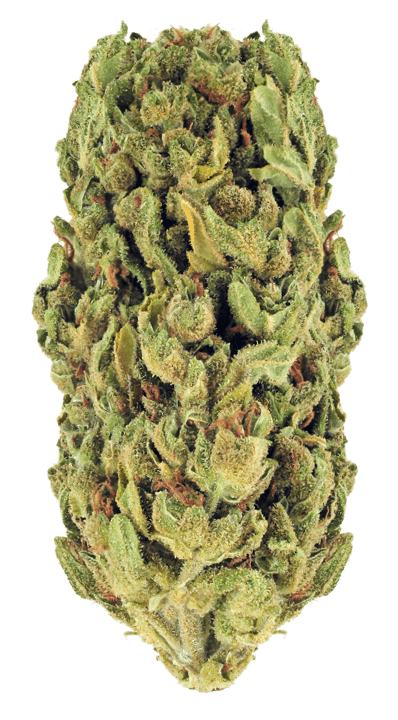 Cannabis bud